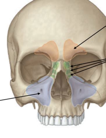 Nasal Paranasal Sinuses Pterygopalatine Fossa Flashcards Quizlet