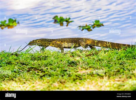 A Monitor Lizard Stock Photo Alamy