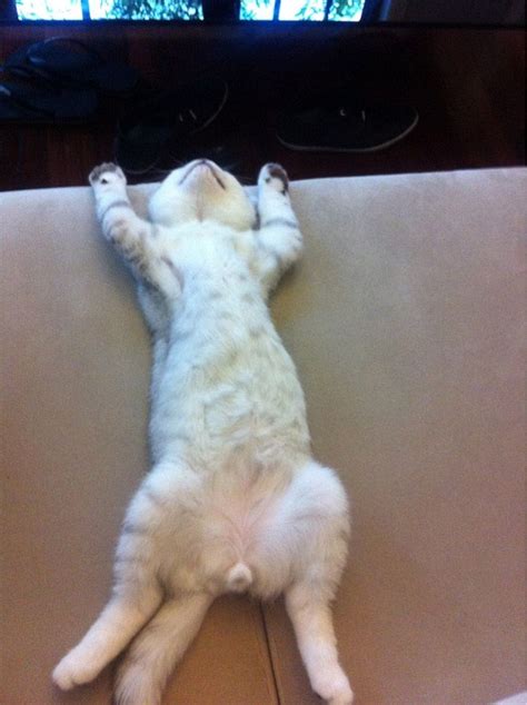 Cat Sleeping on Its Back - SophiekruwCarpenter