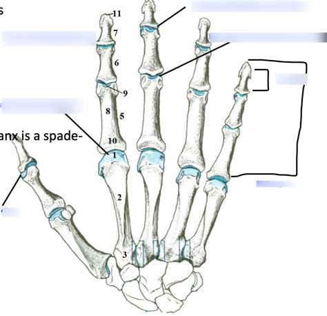 Metacarpal Bones And Phalanges Diagram Quizlet