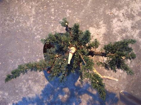 Juniperus Media Les Chuhin Et Autres Grands Bonsa Parlonsbonsai