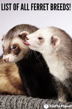 List of all ferret breeds ferret colors types and patterns – Artofit