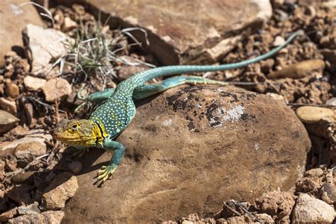 Download Reptile Lizard Eastern Collared Lizard Animal Collared Lizard