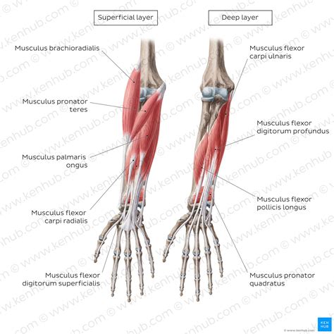 Musculus Abductor Pollicis Longus Anatomie And Funktion Kenhub Images