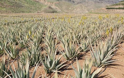 Auf Der Finca Canarias Erhaltet Ihr Sehr Interessante Informationen Wie