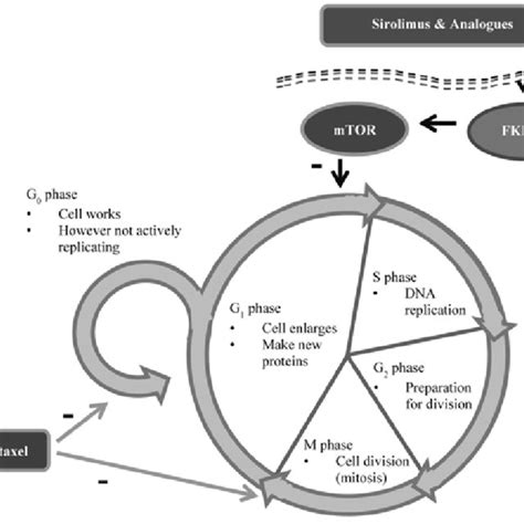 Effects Of Sirolimus Analogues And Paclitaxel On The Cell Cycle