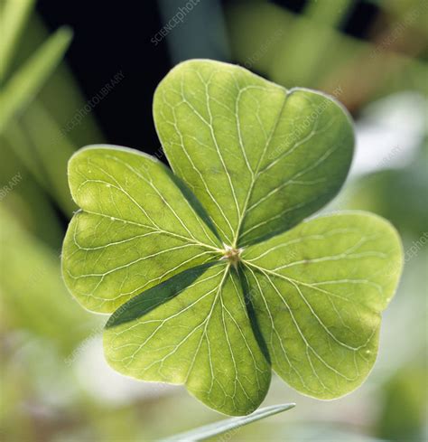 Four Leaf Clover Stock Image B740 0345 Science Photo Library