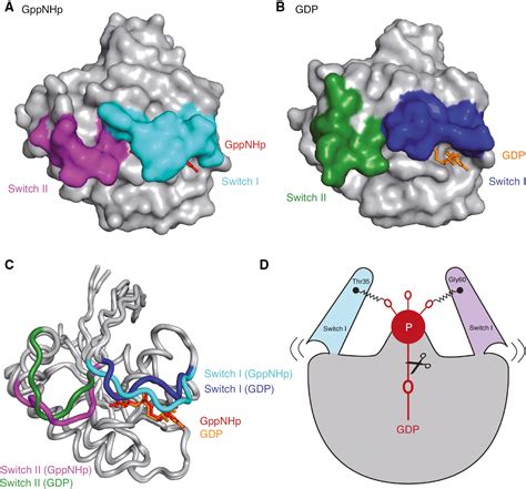 The Ras Switch In Structural And Historical Perspective