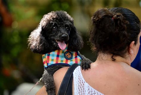 Saiba Como Lidar O Medo Dos Pets Durante A Queima De Fogos Do