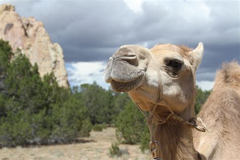 The Us Army Camel Corps El Morro National Monument Us National