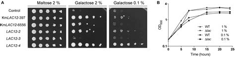 Frontiers Expansion And Diversification Of Mfs Transporters In