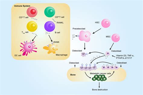 Frontiers Roles Of The Ranklrank Axis In Immunityimplications For