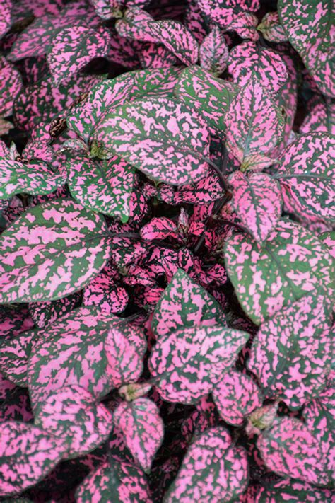 Hippo Rose Polka Dot Plant Hypoestes Phyllostachya G14160 In