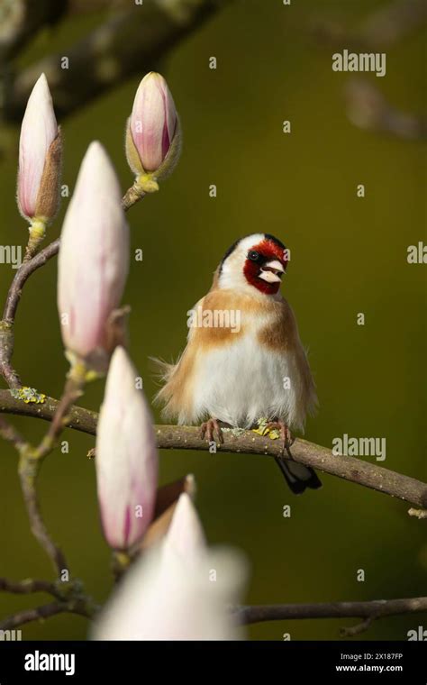 European goldfinch (Carduelis carduelis) adult bird singing on a garden ...