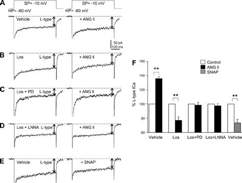 Activation Of At 2 R Inhibits L Type Ca 2 ϩ Currents Via No In Rat Mnts