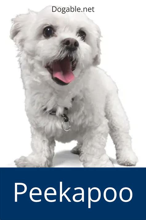Peekapoo Pekingese And A Miniature Or Toy Poodle Mix Artofit
