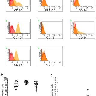 Immunophenotypic Characterization Of The Cellular Fraction Isolated