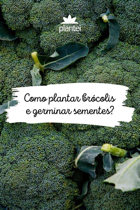 Broccoli With The Words Como Plantar Broccoli E Germinr Sementes