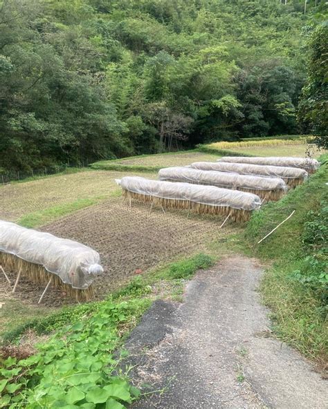 順調に稲刈り進む 柑橘農家のリアル農業日誌