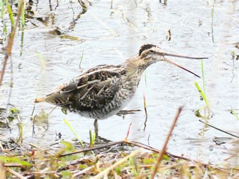 Natureuk On Twitter Rt Derwentbirder Some Snipe Photos From Today