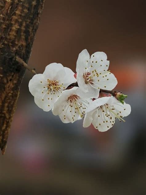 Pin Em Res Mler Em Flores De Pessegueiro Flores Flor De Cerejeira