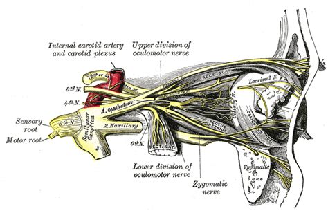 Oculomotor Nerve Wikidoc