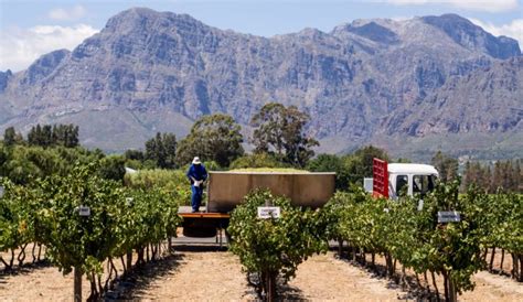 Cape Winelands Most Breathtaking Vineyards for Wine Tasting