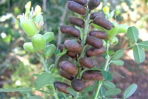 Crotalaria goreensis