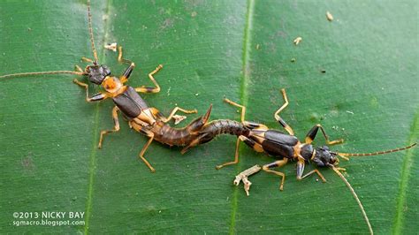 Earwigs Make Up The Insect Order Dermaptera And Are Found Throughout