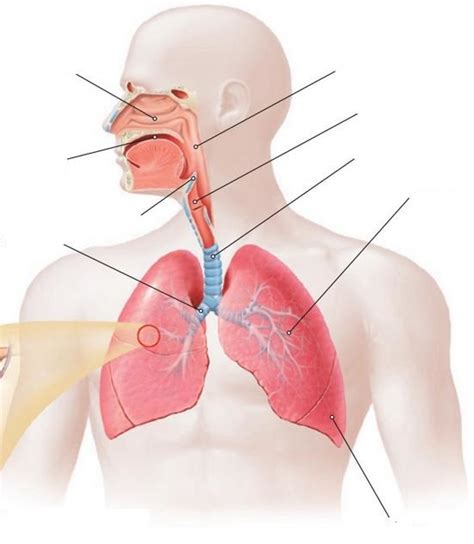 Budowa i rola układu oddechowego Diagram Quizlet