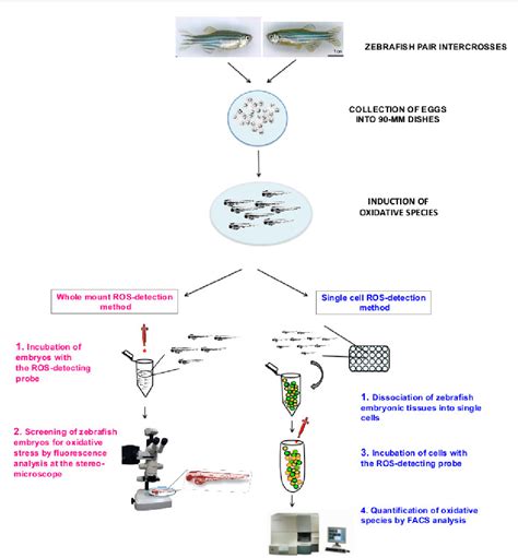 Pdf Analysis Of Oxidative Stress In Zebrafish Embryos Semantic Scholar