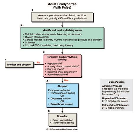 PulmCrit- Epinephrine vs. atropine for bradycardic periarrest