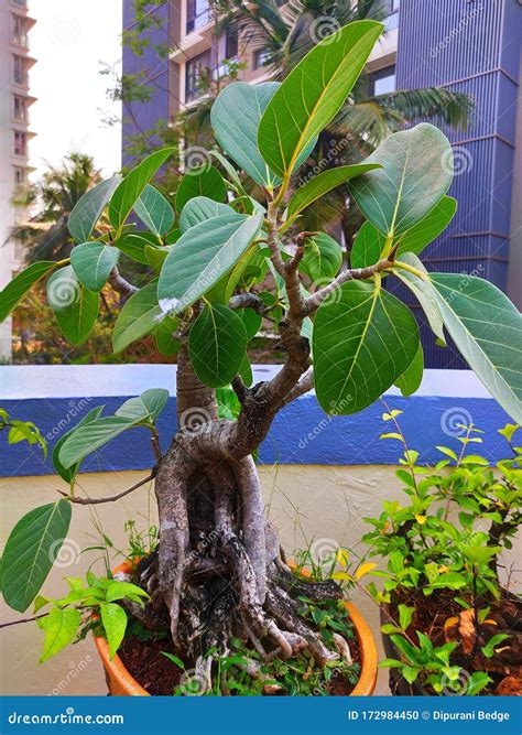 Bonsai Banyan Tree Plant In Garden Nursery Garden In Orange Plant Pot