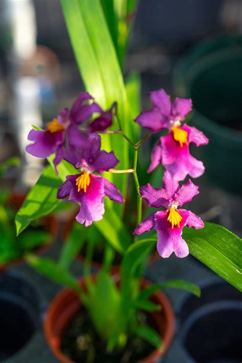 Oncidium Sotoanum The Birds Beak Oncidium” 305 Greenery Inc