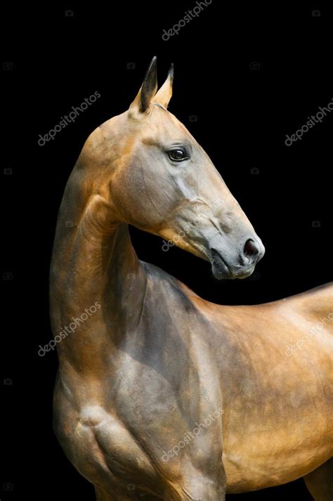 Akhal-teke horse stallion portrait isolated on black — Stock Photo © vikarus #4901432