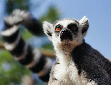 10 Lemur Facts: A Look at These Endangered Animals