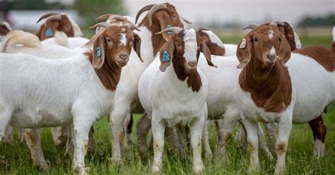 Goat Management Tips For Maintaining Easy Keepers