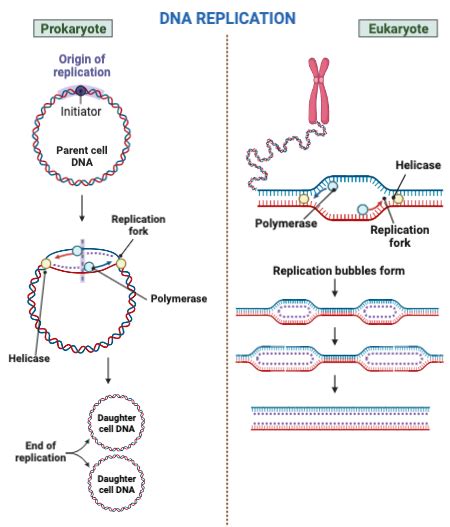 Comparing And Contrasting Dna Replication In Eukaryotes And Prokaryotes Practice Biology