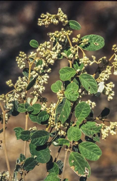 Pomaderris Velutina Australian Plants Society