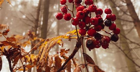 How to Identify Edible Berries in the Wild: Foraging for Wild Fruit Safely – howtotron.com