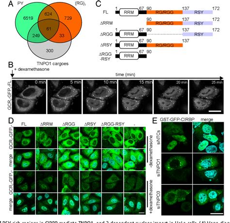 Figure 1 From Nonclassical Nuclear Localization Signals Mediate Nuclear