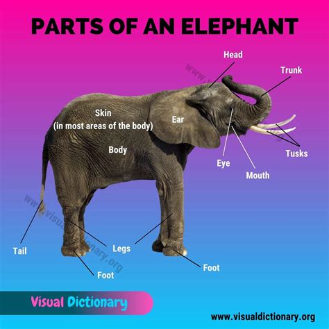 how many stomachs does elephant have 2