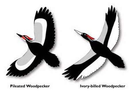 VT Wildlife Biology: Ivory-billed woodpecker