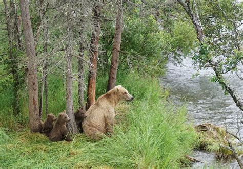 These Bear Images Were Captured At Katmai National Park And Reserve In