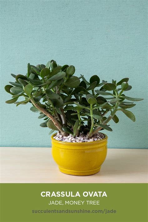 Crassula Ovata Is Perfect For Beginners Crassula Ovata Plant Care Houseplant Flowering