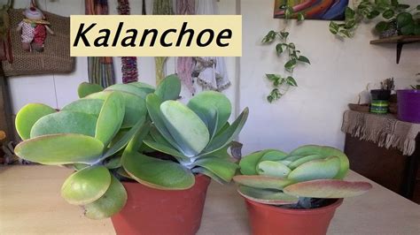 Kalanchoe Thyrsiflora O Luciae Trasplante Suculenta Kalanchoeluciae