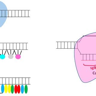 Diagram of the different types of existing gene editing tools:... | Download Scientific Diagram