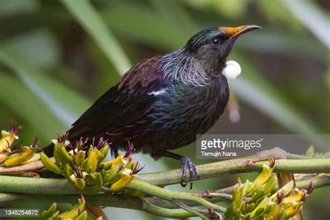 102 Tui Bird Stock Photos High Res Pictures And Images Getty Images