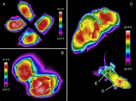Figure From Sex Differences In Thermogenesis Structure Behavior And