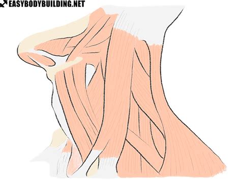 Anatomy Of The Neck Muscles Easy Bodybuilding